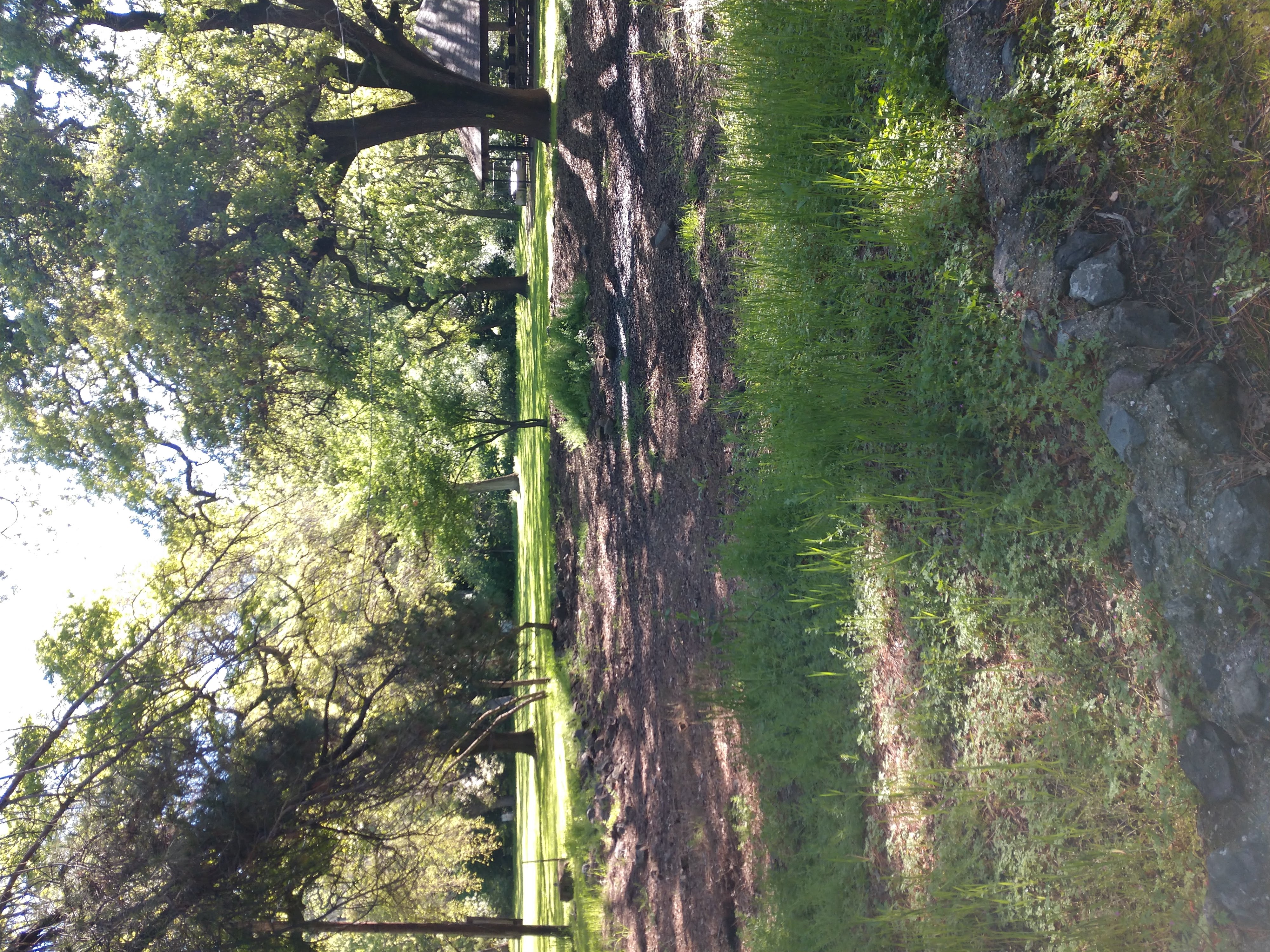 The pond at Peña Adobe Park today.