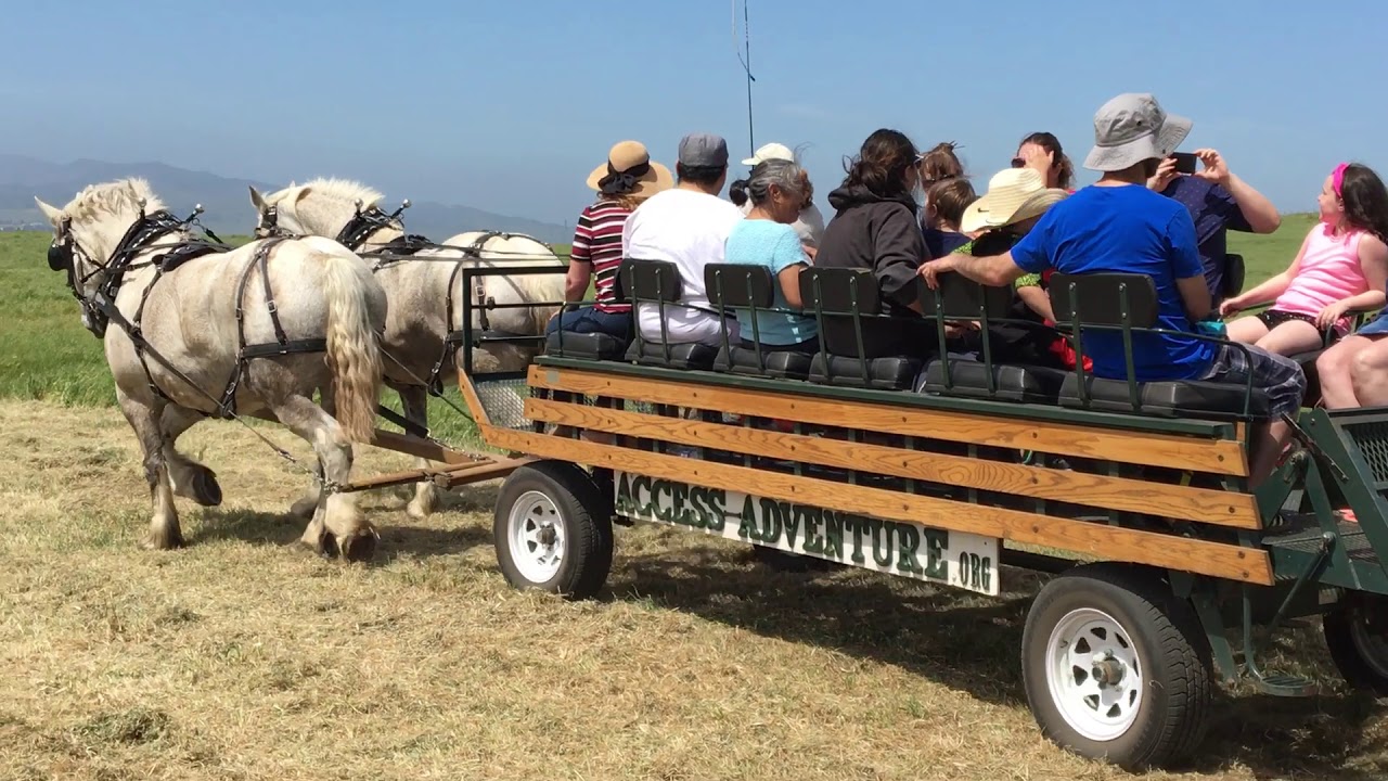 Beautiful Percherons pull Access Adventure’s Wagon at the Rush Ranch Open House!
